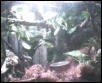 Treefrog Tank 1