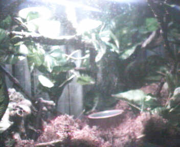 Treefrog Tank 1