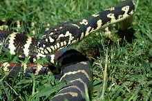 coelen's python (boelens x carpet)