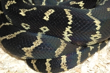Coelen's python male (4 yr old)