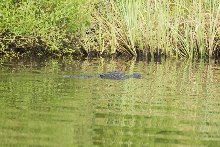Alligator on Peace River, FL