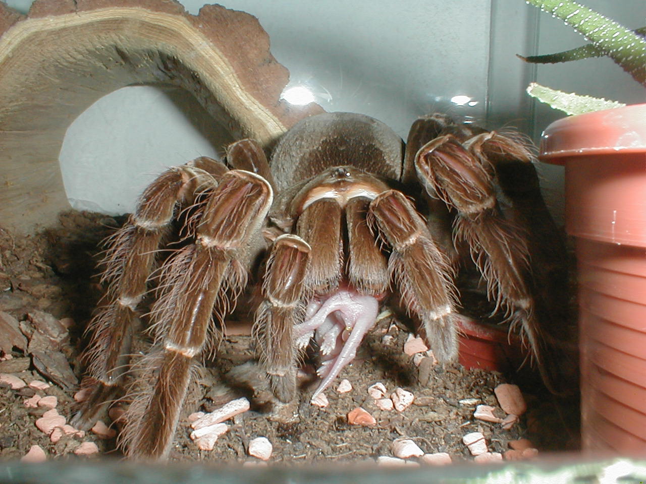 Blondi eating