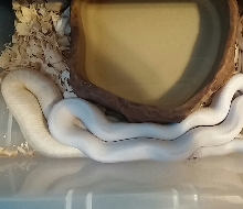 female is getting big
