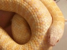 2013 White Jelly Brooksi het hypo x axanthic x ???