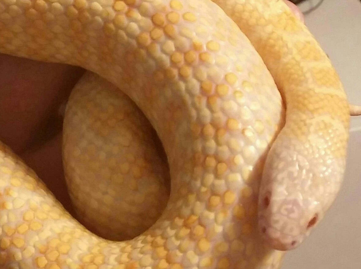 2013 White Jelly Brooksi het hypo x axanthic x ???