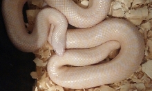 Gravid 2012 true hybino het axanthic?
