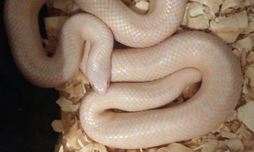 Gravid 2012 true hybino het axanthic?