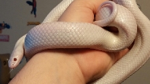 2012 male Albescent brooksi