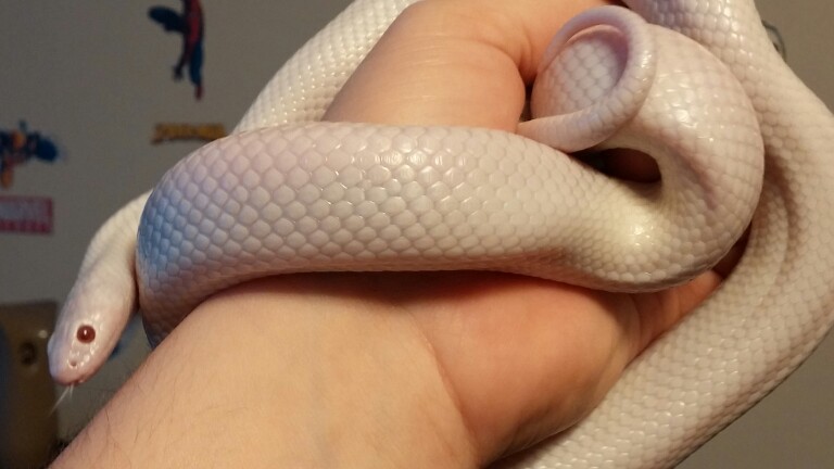 2012 male Albescent brooksi