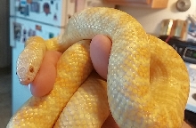 1.0 White Jelly Brooks het Hypo x Axanthic