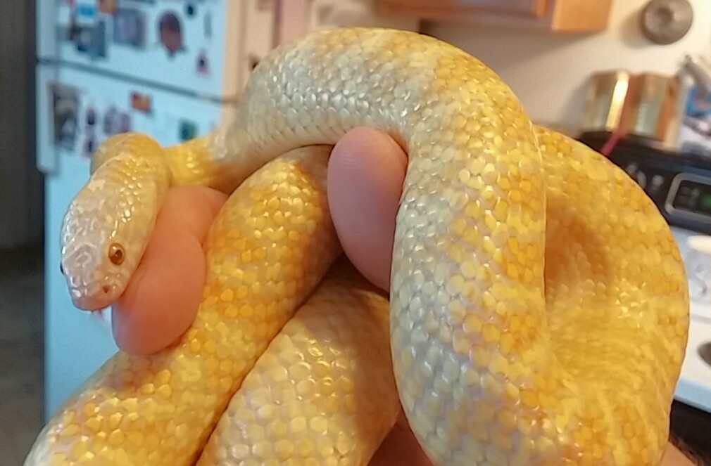 1.0 White Jelly Brooks het Hypo x Axanthic