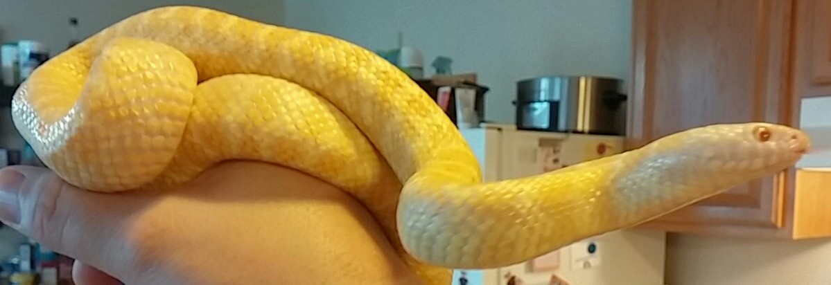 1.0 White Jelly Brooks het Hypo x Axanthic