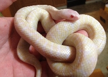 2012 True Hybino Florida Kingsnake