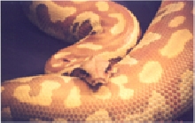 Adult albino female blood
