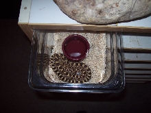 male hypo/het for albino bull