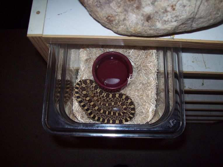 male hypo/het for albino bull