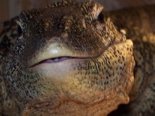 close up of my ornate monitor