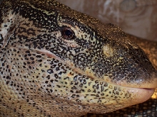 ornate monitor2