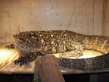 ornate monitor on basking platform