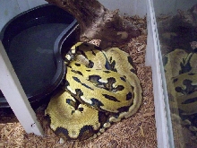 female tiger retic by pond
