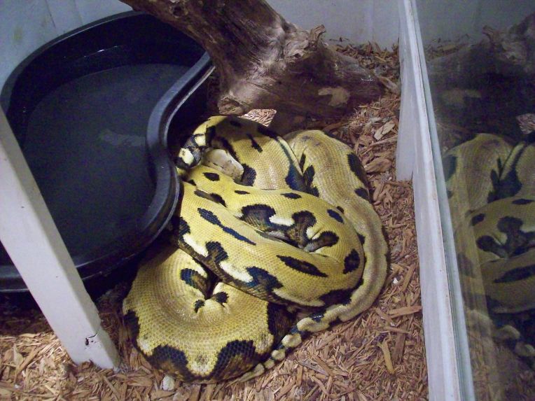female tiger retic by pond