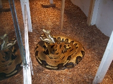 female tiger retic checking me out