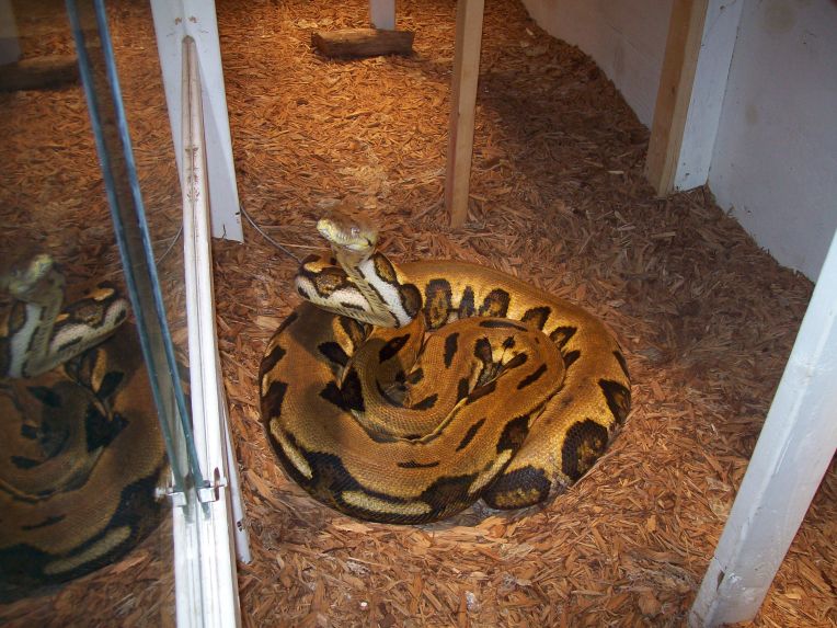 female tiger retic checking me out