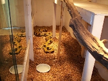 female tiger retic in her cage