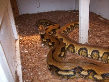 male tiger retic