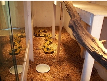 female retic cage