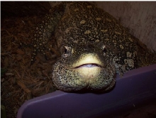 ornate monitor smiling for the camera