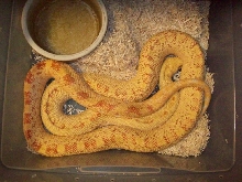 female sunglow bull
