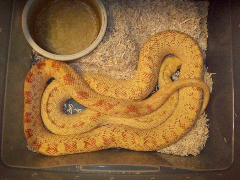female sunglow bull