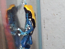 dart frog