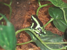 Auratus