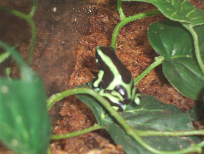 Auratus