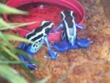 Powder Blues