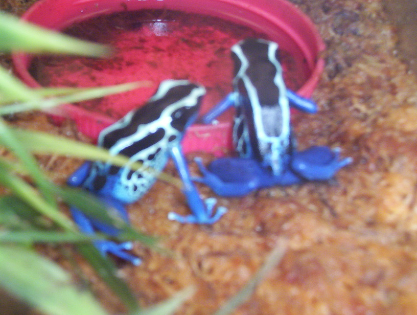 Powder Blues