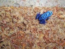 Azureus