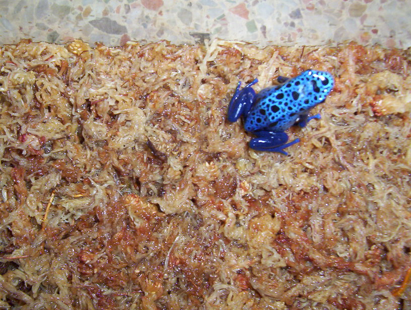 Azureus
