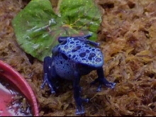 Azureus