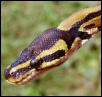 BallPython1