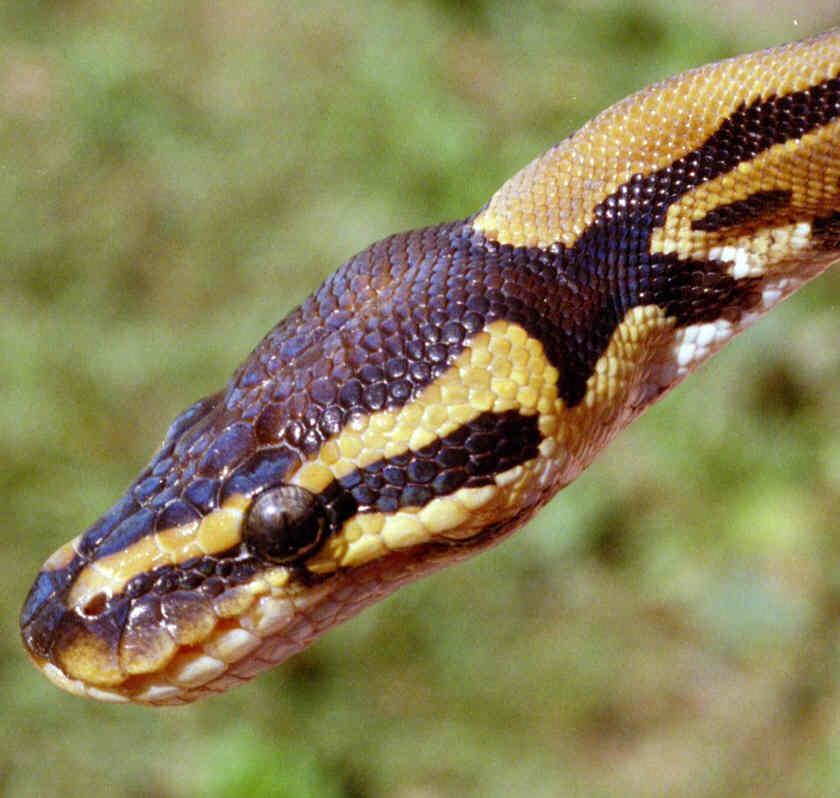 BallPython1
