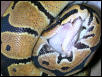 BP Feeding