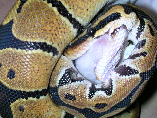 BP Feeding