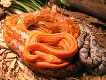 Trio of Corns