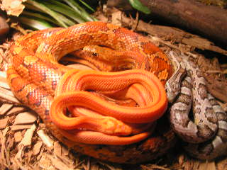 Trio of Corns
