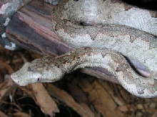 Solomon Island Ground Boa