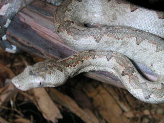 Solomon Island Ground Boa