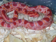 Little Male Corn